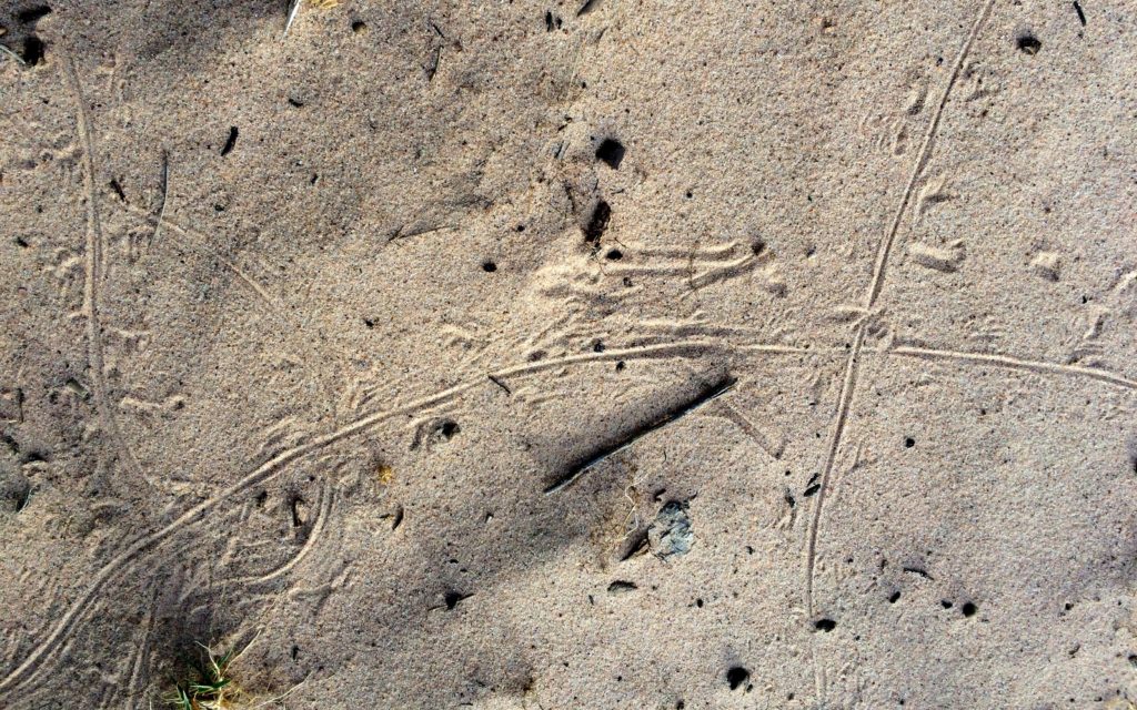 Lizard tracks in the sand