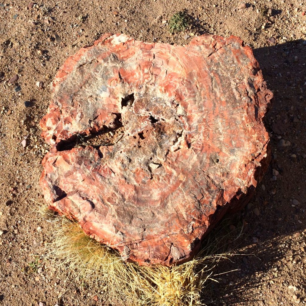 Petrified wood at my campsit round