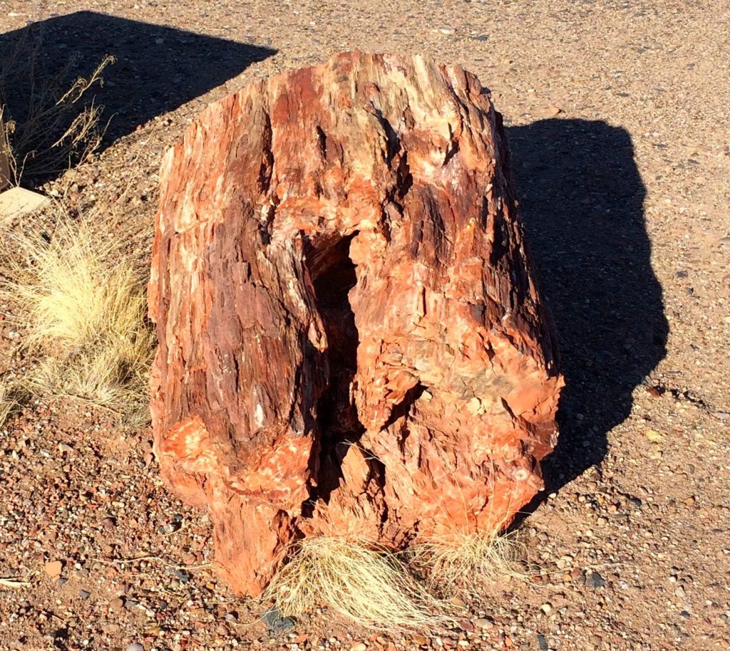 Petrified wood at the campsite