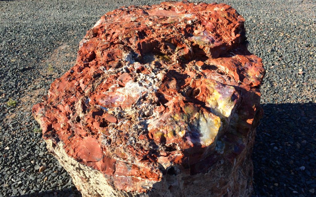 Petrified wood by my free campsite