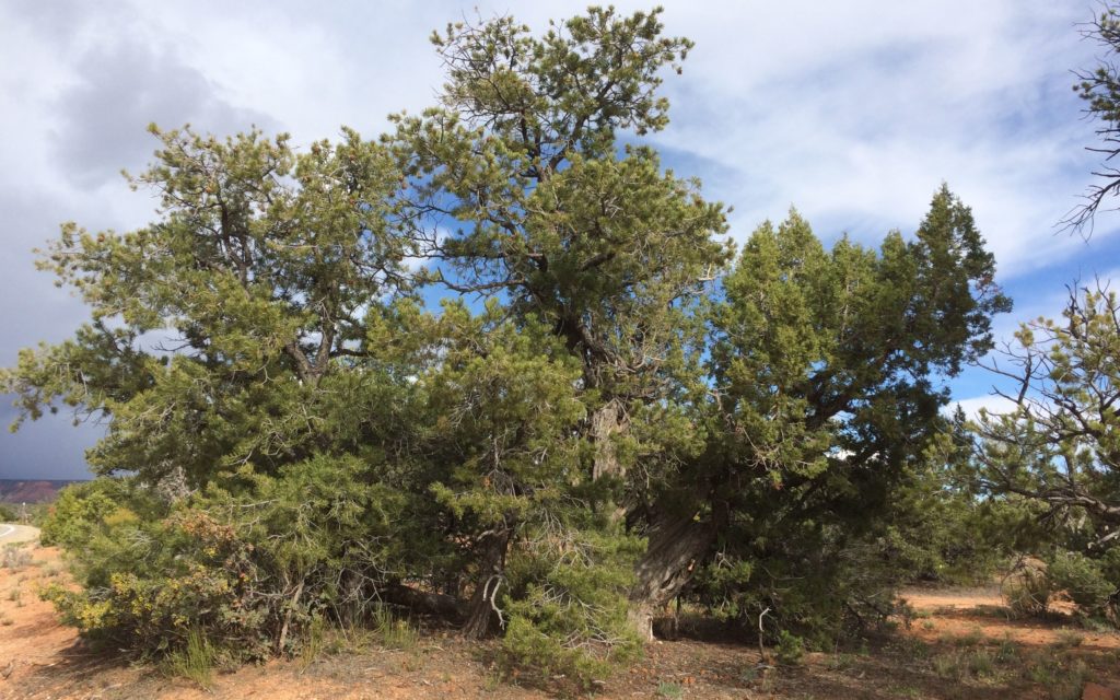 Pinon pine and Utah Juniper pygmy forest