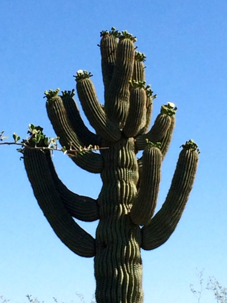 Saguaro in bloom