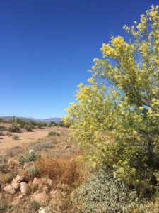 Trees in bloom still