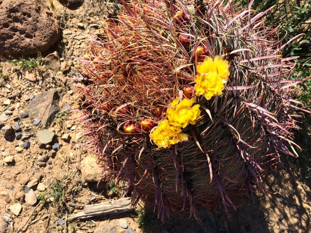 barrel cactus with flowers