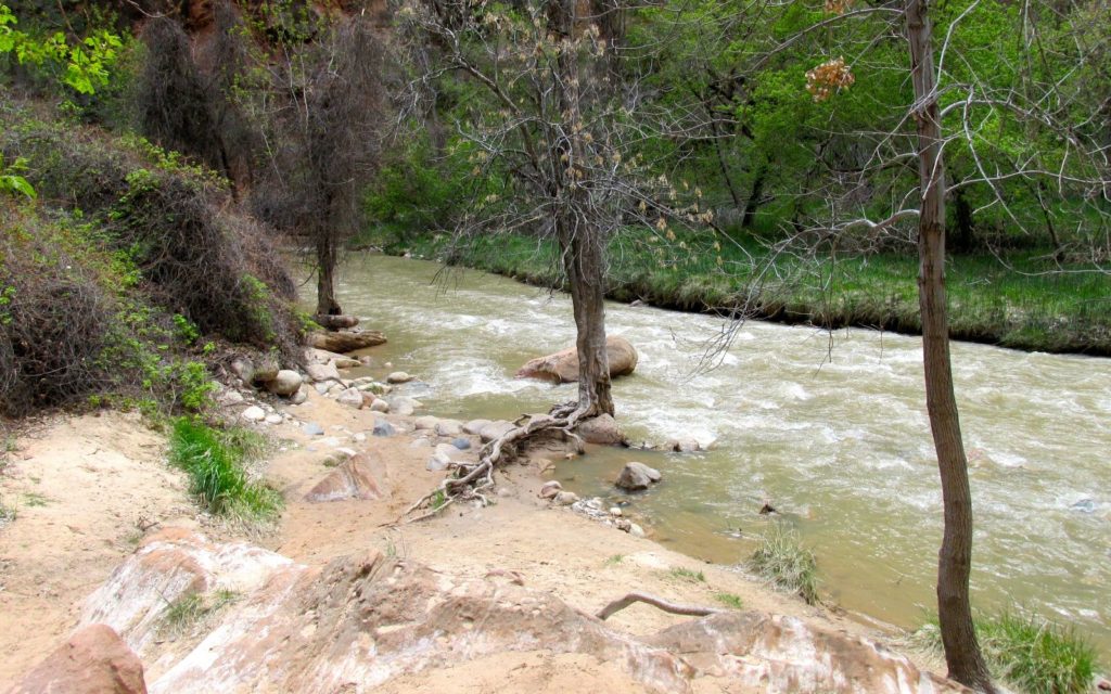 virgin river with trees