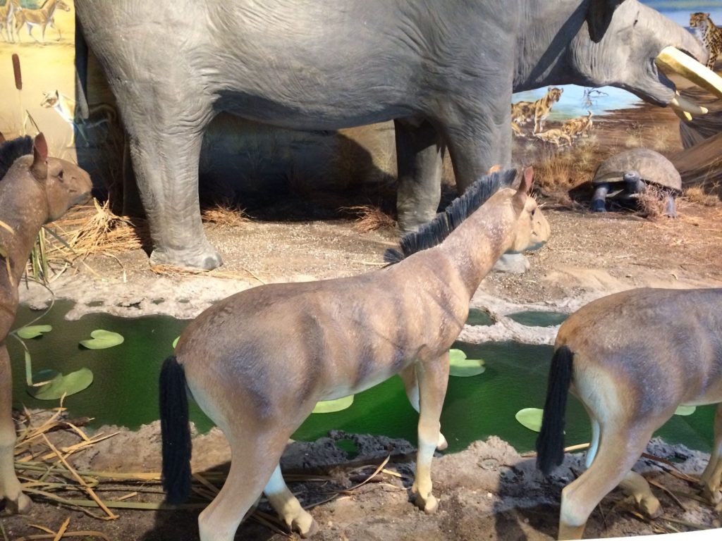 Gripphippus Gratus prehistoric horse