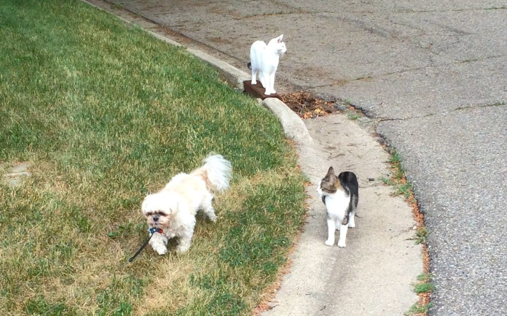 Incredible Journey photo