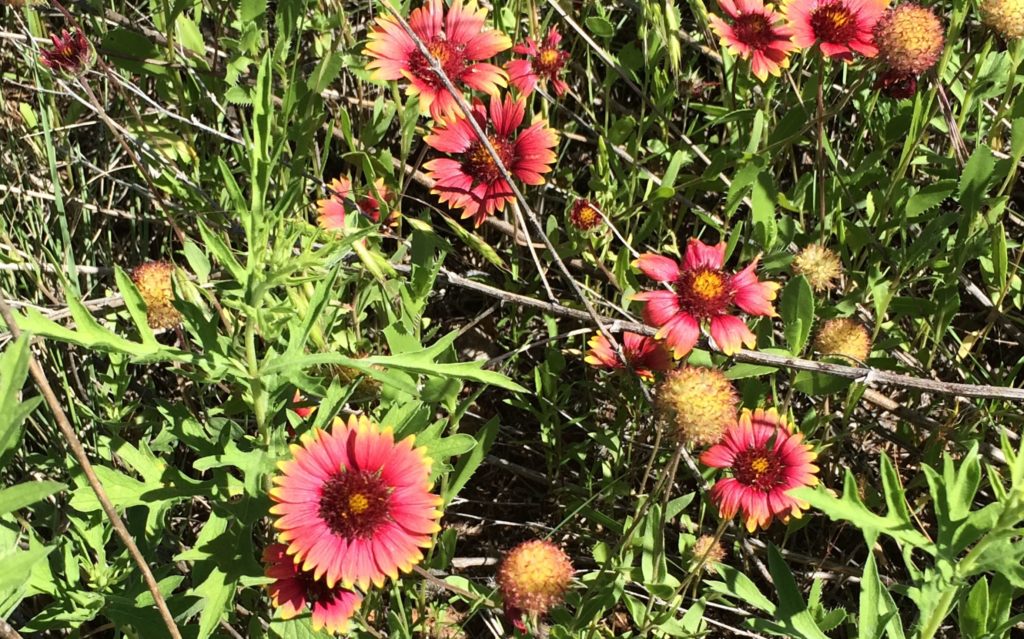 OK State wild flower Indian blanket