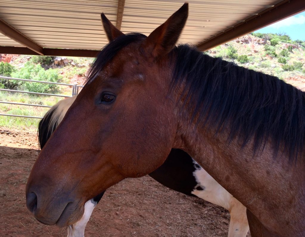 One of the stars of the show