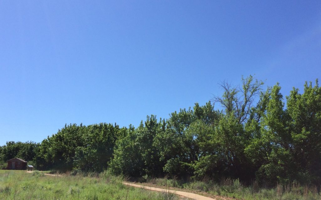 Osage Orange windbreak (windrift?)
