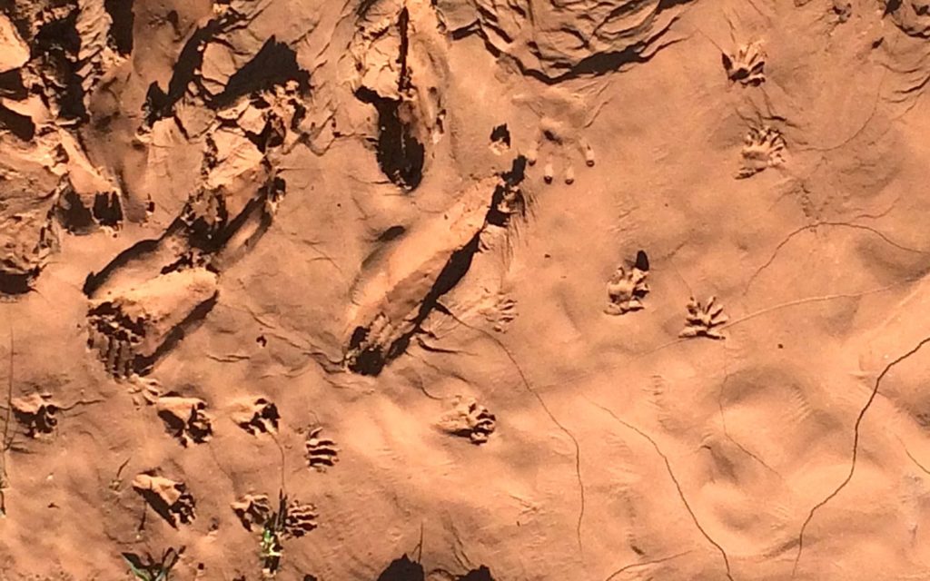 Raccoon paw prints