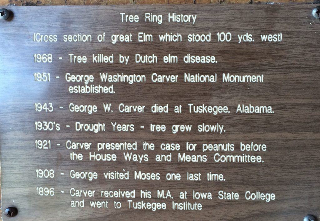 Tree ring plaque 2