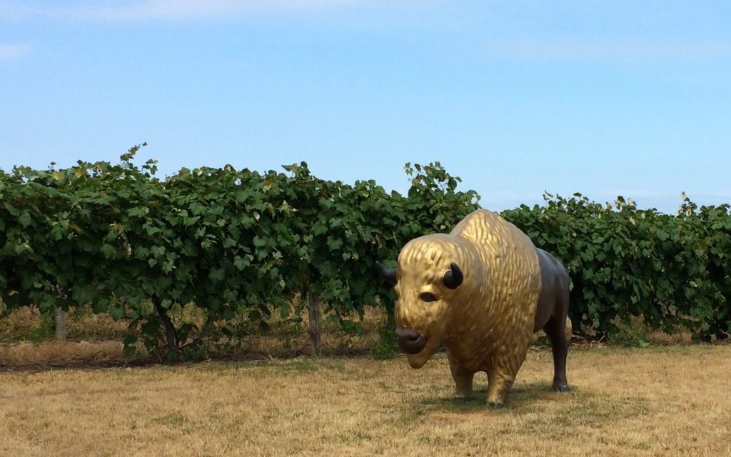 Buffalo in a vineyard