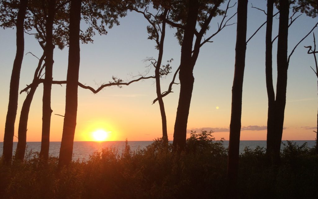 Sunset through the trees