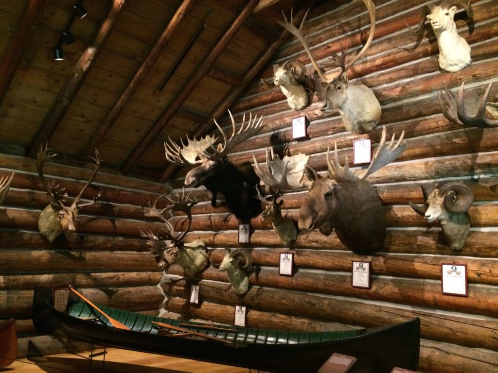 cabin filled with taxidermy