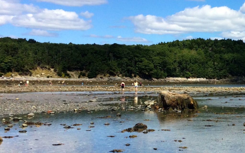 exploring-at-low-tide