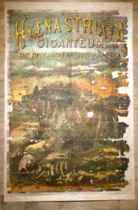 Hyena Striata poster