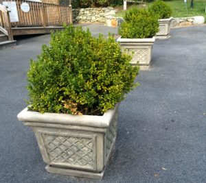 boxwood