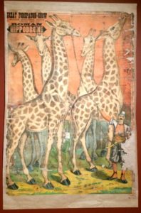 giraffes poster