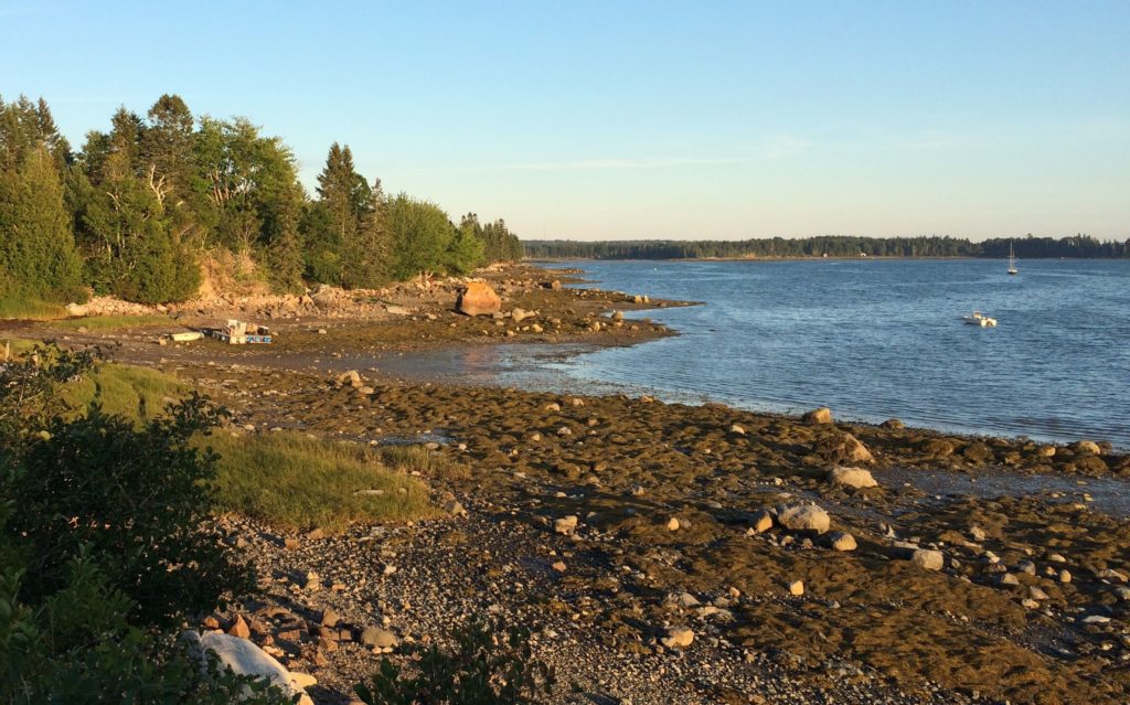 mussle-bed-at-low-tide