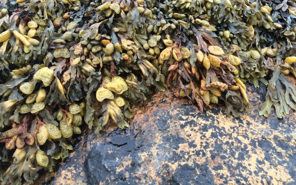 seaweed-and-rock