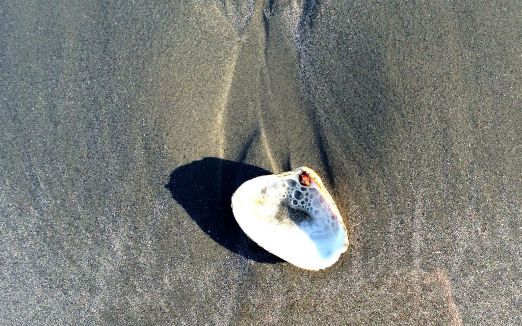 shell-on-sand