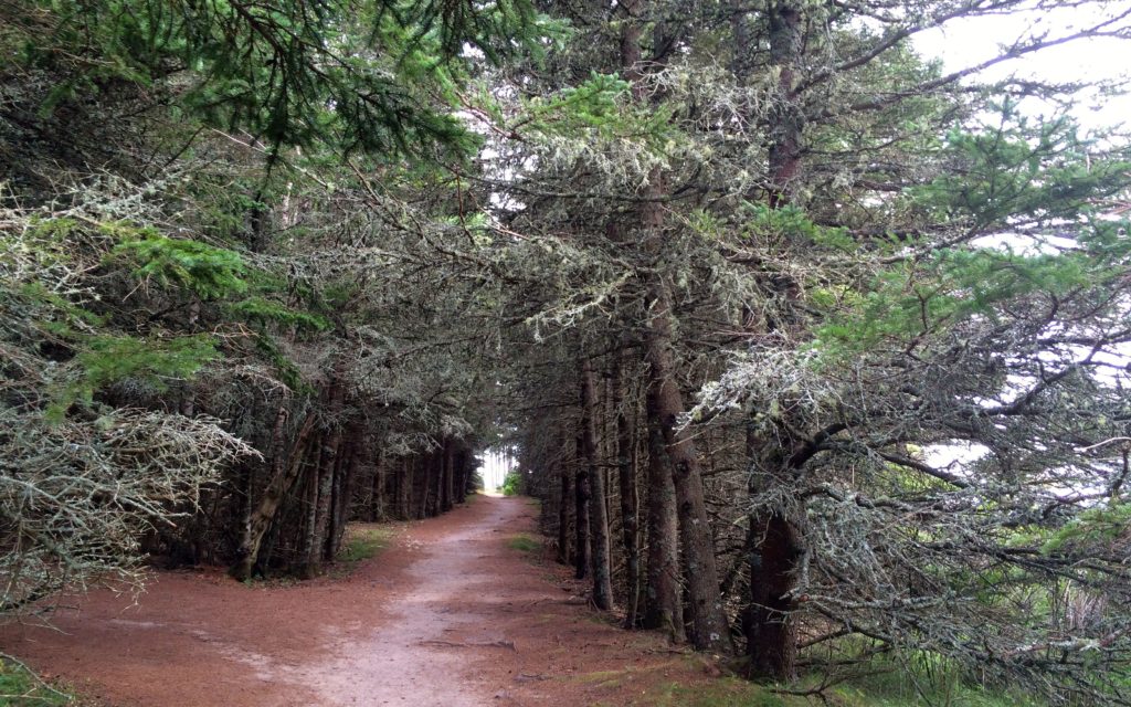 trail-at-wonder-land