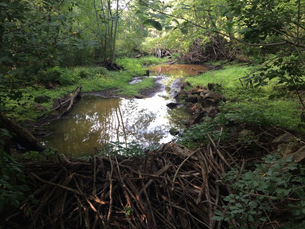 beaver-dam