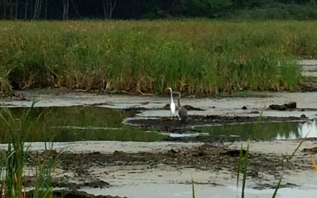 birds-in-the-marsh
