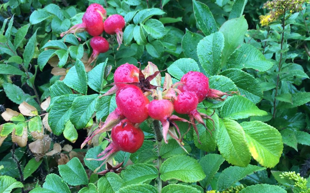 rosehips-with-raindrops