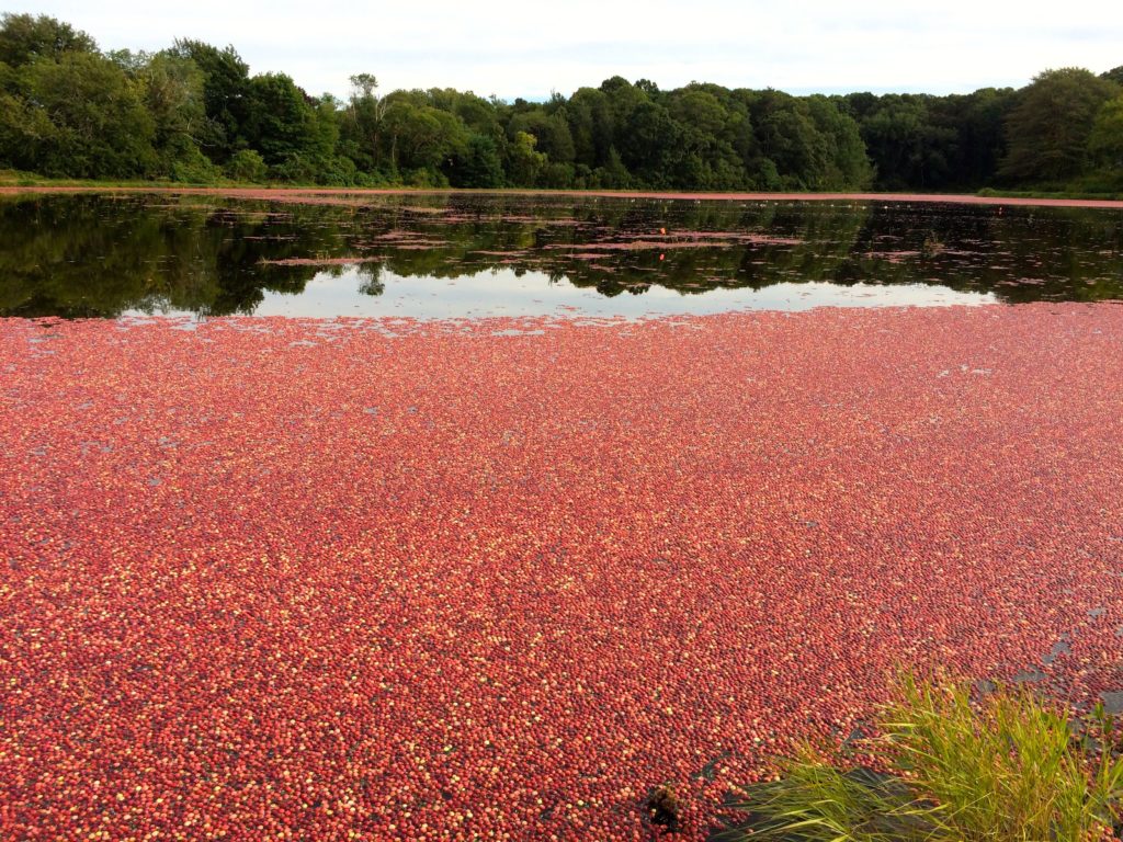 cranberry-bog