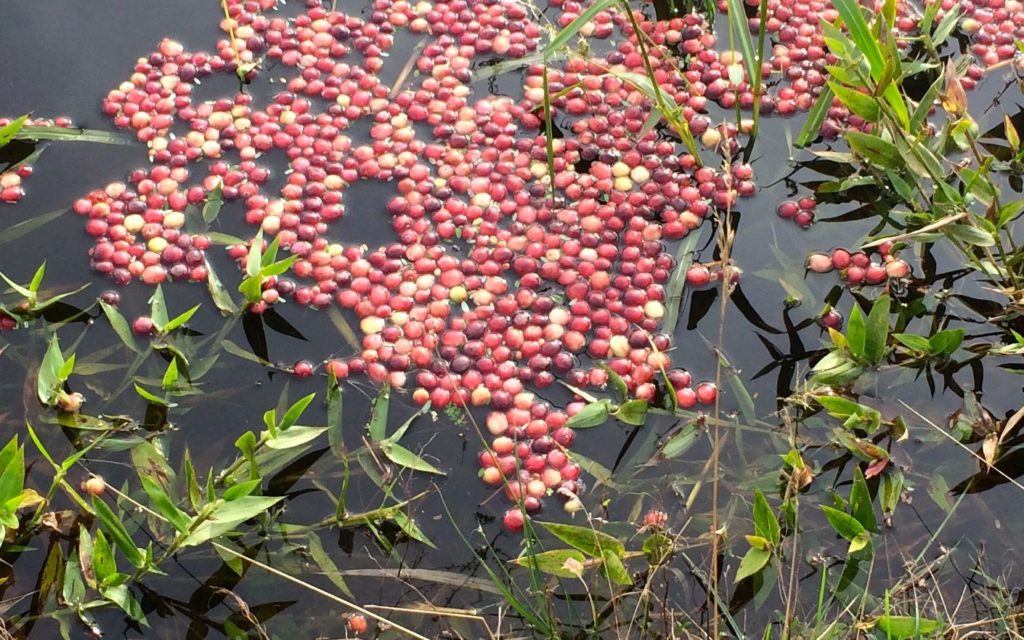 floating-cranberries