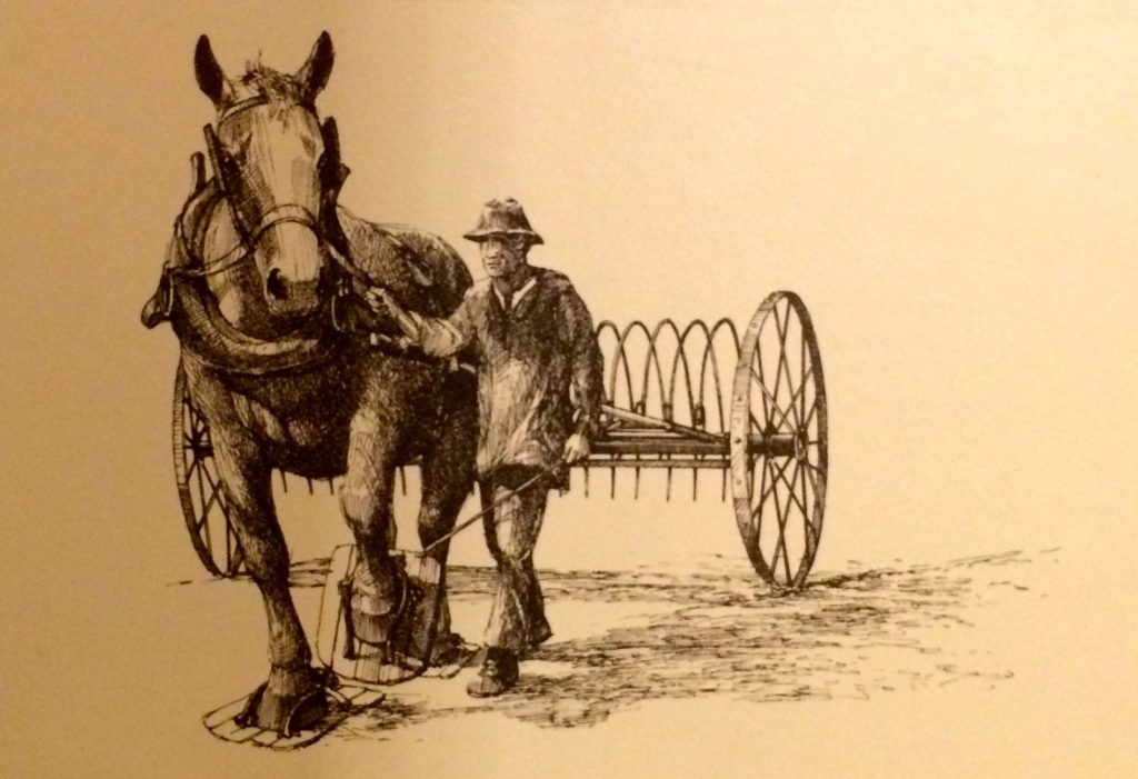 horse-wearing-bog-boots