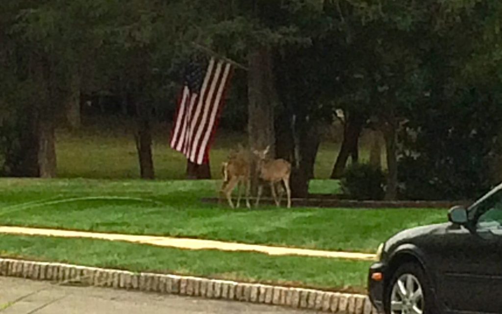 deer-in-the-neighborhood