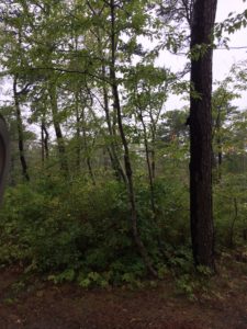 gloomy-view-from-my-door-nicekrson-state-park